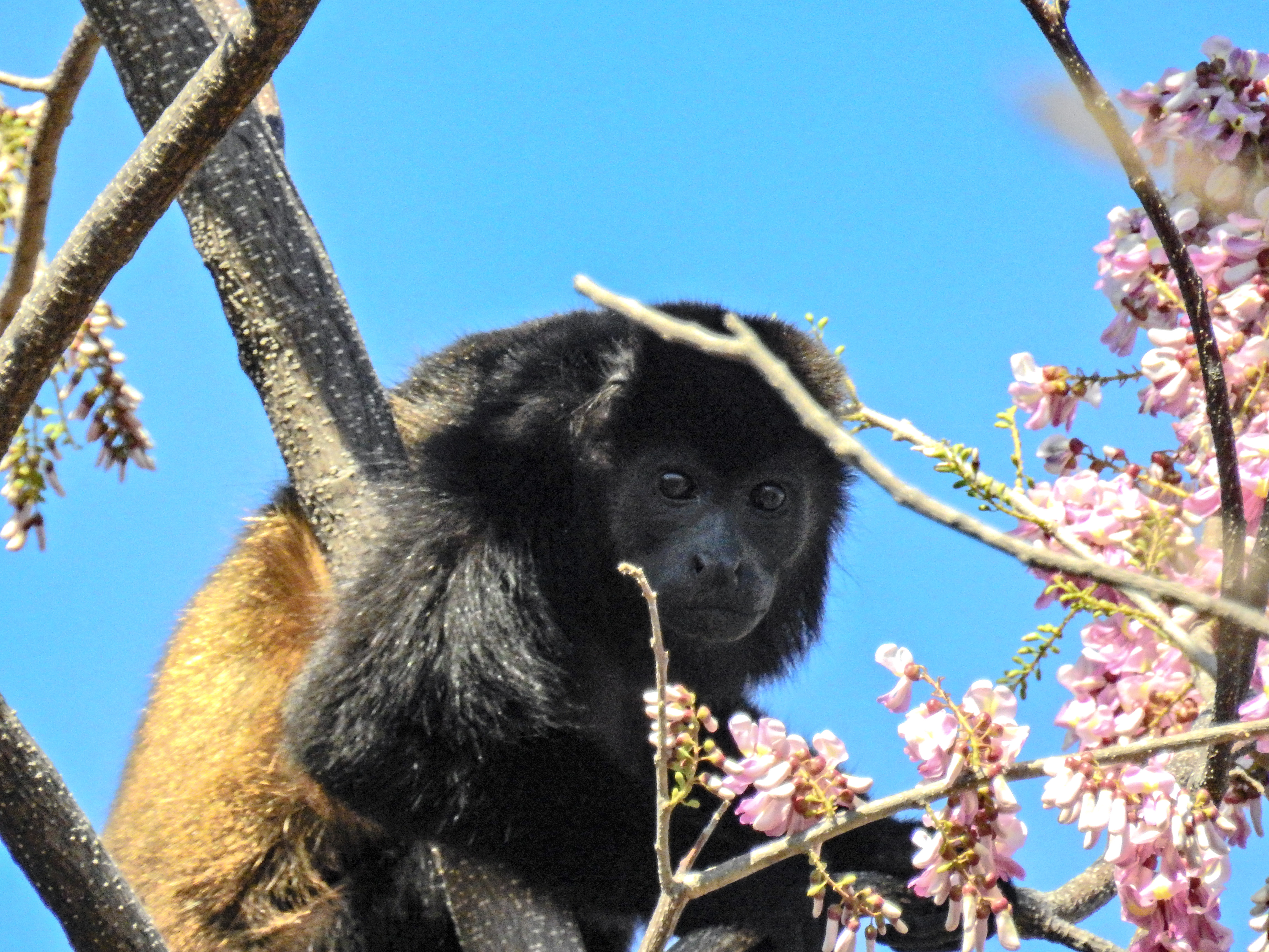 Alouatta palliata